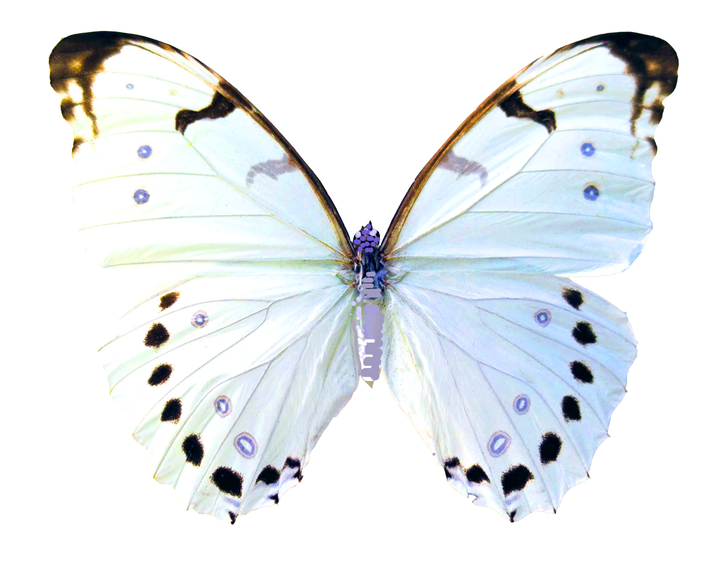 Into The Divine Affish